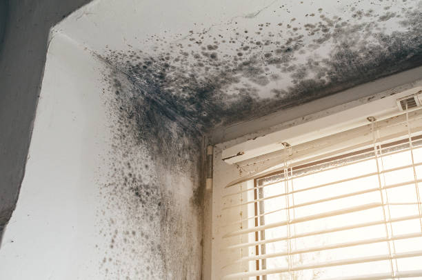 Affordable Black Mold Remediation solutions in Kingston, TN