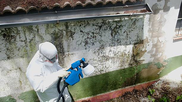 Top rated local Black Mold Remediation specialists in Kingston, TN